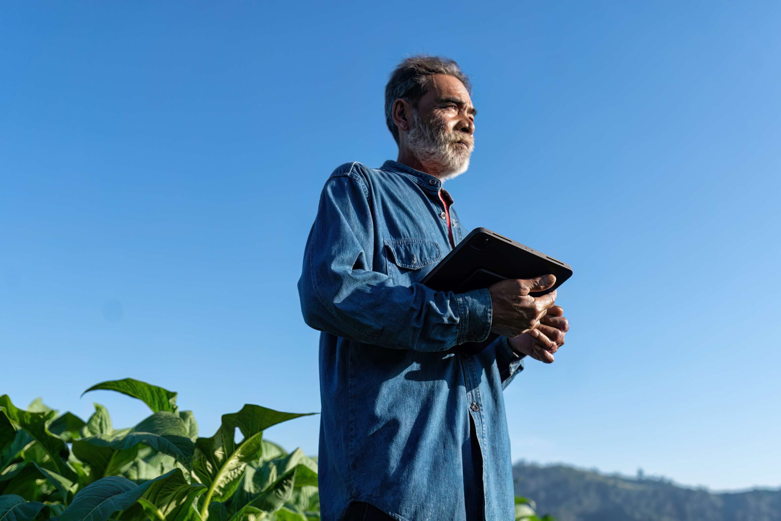 farmer-plantation-check-growth-of-tobacco-leaf-tak-2024-10-14-20-23-51-utc (1)